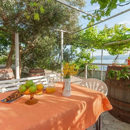Olive Tree
